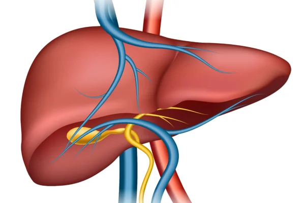 Understanding the Liver: Anatomy, Function, and Health