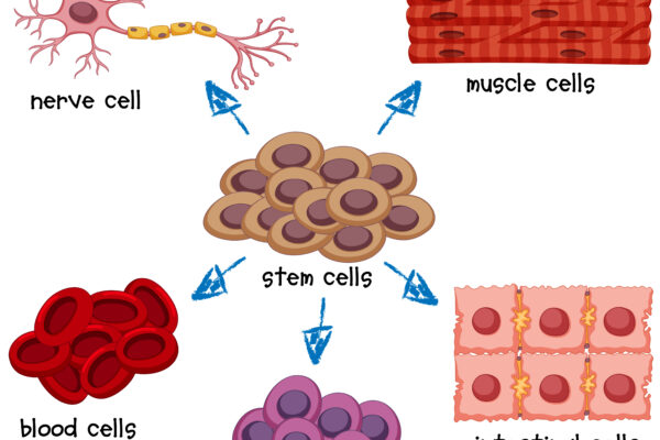 Understanding Cell Division: The Scientific Name and Its Significance