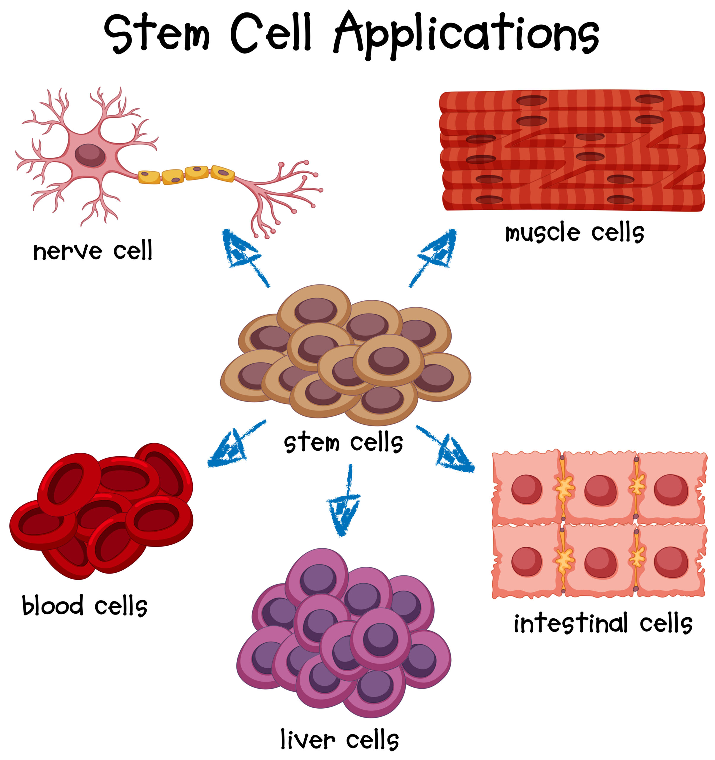 Understanding Cell Division: The Scientific Name and Its Significance