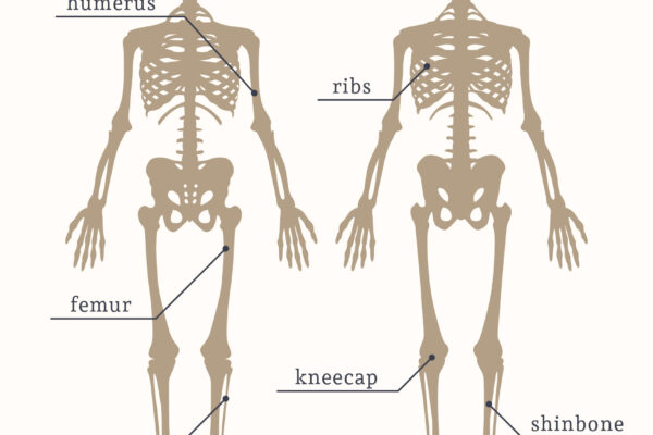 How Many Bones Are There in the Adult Human Body?