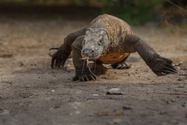 What Type of Animal is a Komodo Dragon?