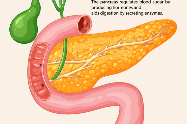 What Part of the Body Produces Insulin? Understanding the Role of the Pancreas