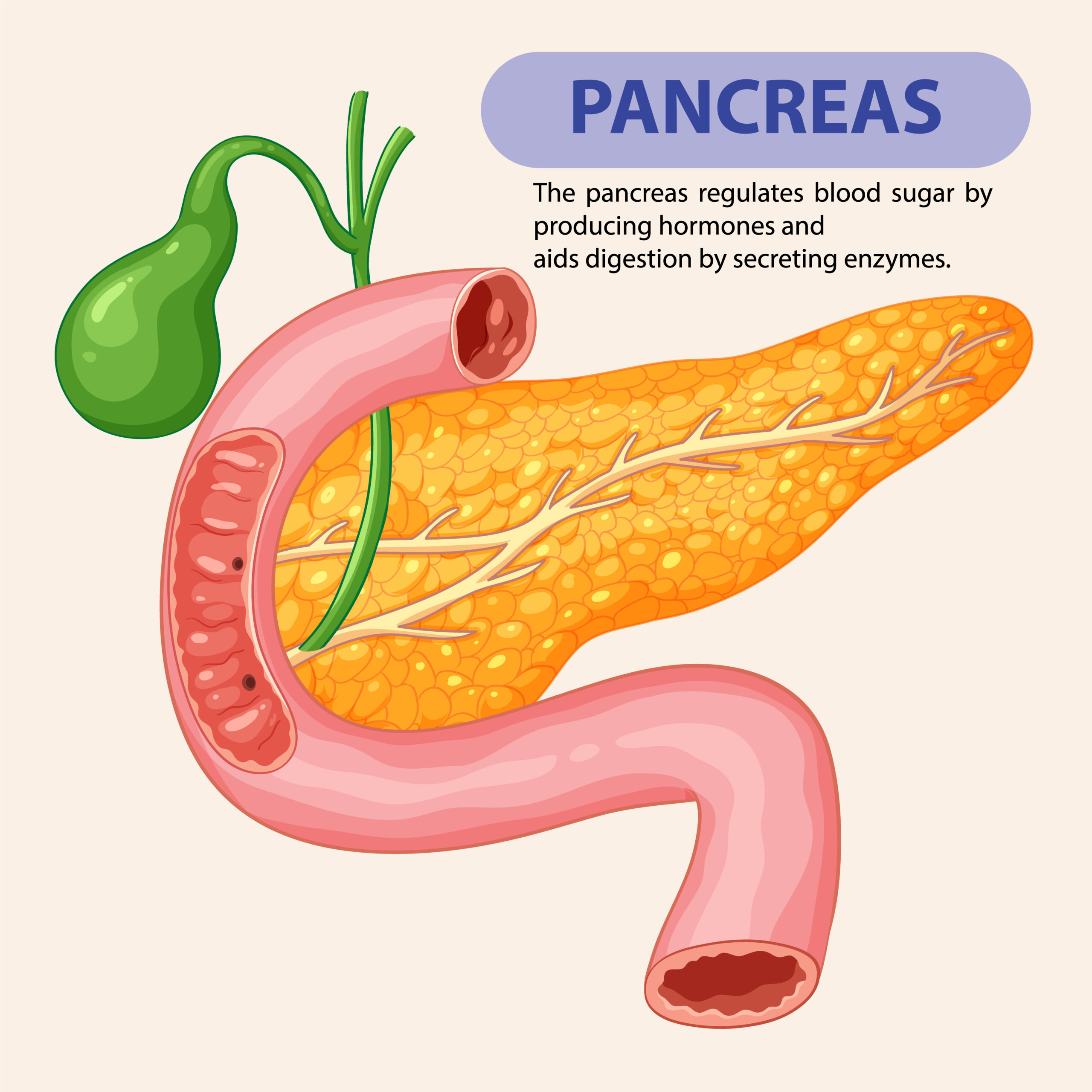 What Part of the Body Produces Insulin? Understanding the Role of the Pancreas