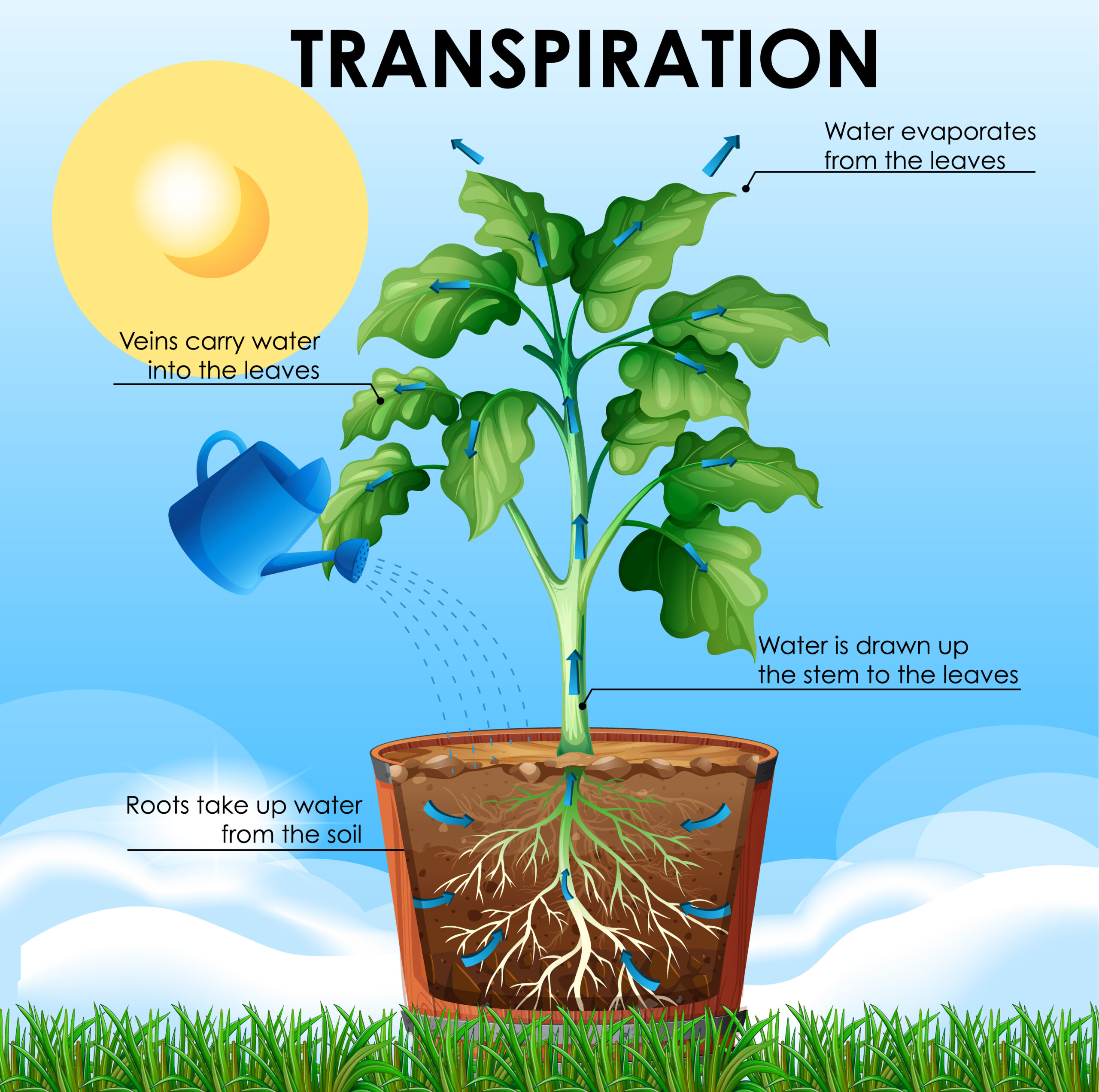 The Process by Which Plants Convert Sunlight into Energy